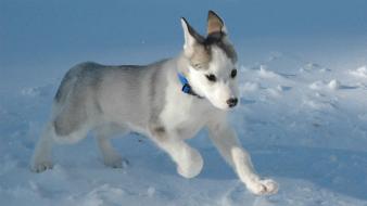 Animals dogs husky nature puppies wallpaper