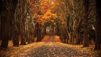 Autumn fallen leaves path streets trees wallpaper