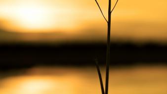 Blurred background nature plants silhouettes sunlight wallpaper