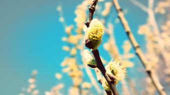 Buds macro spring