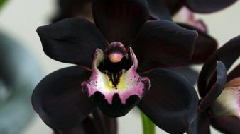 Cimbidium flowers nature orchids plants wallpaper