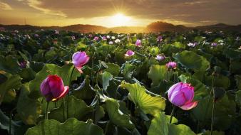 Fields flowers landscapes lotus flower wallpaper