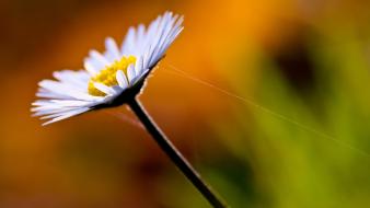 Flora daisy flowers nature plants wallpaper