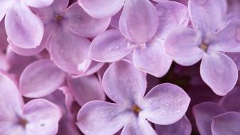 Flowers lilac nature plants purple wallpaper