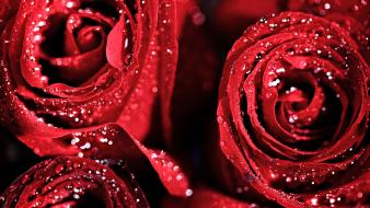 Flowers nature red roses water drops wallpaper