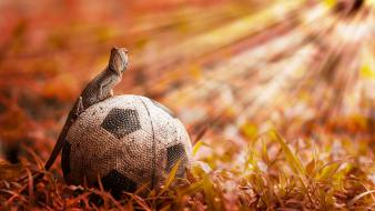 Grass reptiles soccer wallpaper