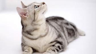 Hook animals cats nature wallpaper