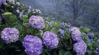 Japan flowers hydrangea parks wallpaper