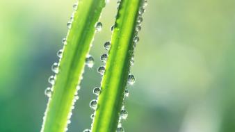 Leaves macro nature plants water drops wallpaper