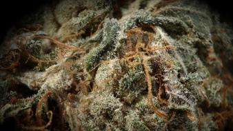 Macro marijuana wallpaper