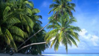 Maldives beaches islands landscapes palm trees wallpaper