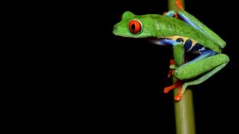 Redeyed tree frog amphibians frogs wallpaper