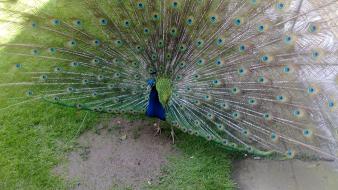 Chamran hospital male peacock tavoos birds peacocks wallpaper