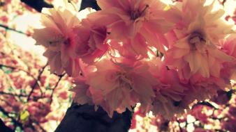 Cherry blossoms flowers nature pink spring wallpaper