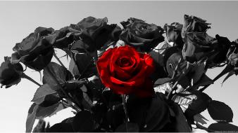 Flowers red rose black roses wallpaper