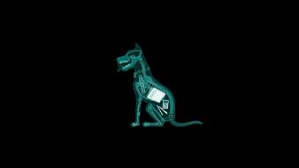 Funny anatomy mathematics x-ray simple background black wallpaper