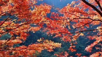 Japan autumn (season) leaves wallpaper