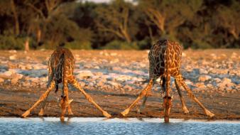 Landscapes namibia africa national park giraffes wallpaper