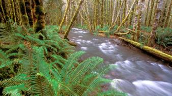 Landscapes running lakes national park washington creek wallpaper
