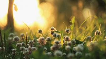 Nature flowers clover wallpaper