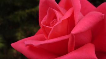 Nature flowers pink roses rose wallpaper