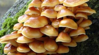 Nature mushrooms pens wallpaper