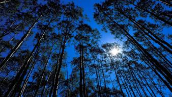 Nature trees colorado bells grove aspen wallpaper
