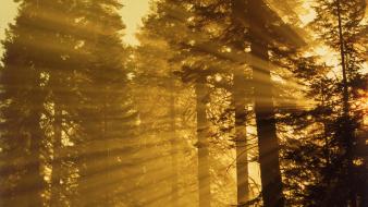 Nature trees golden glow wallpaper