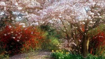 Nature trees japanese cherry tree wallpaper