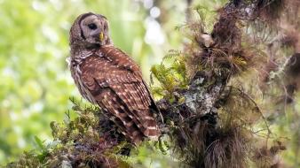 Owls branches birds wallpaper