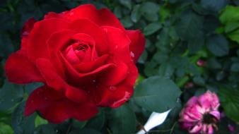Red rain flowers garden plants roses after wallpaper