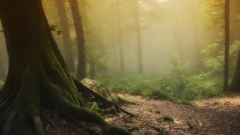 Sunset landscapes trees forest fog wallpaper