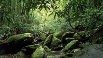Tennessee national park great smoky mountains fork wallpaper