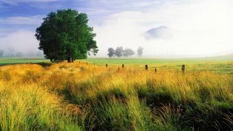 Tennessee national park oak great smoky mountains wallpaper