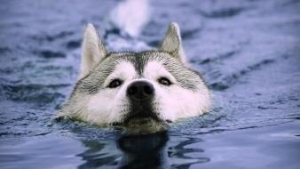 Water animals dogs swimming huskies wallpaper