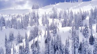 Winter white national park washington hurricane ridge wallpaper