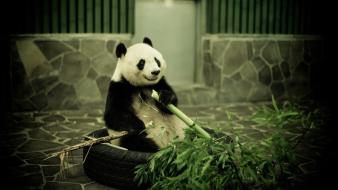 Animals bamboo panda bears wallpaper