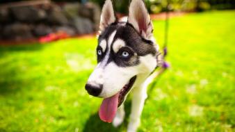 Animals dogs tongue blurred background wallpaper