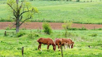 Animals fields horses baby wallpaper