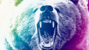 Bears colors yagb wallpaper