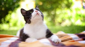 Cats animals green eyes wallpaper