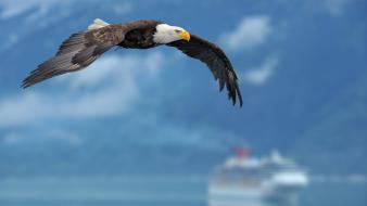 Eagles bald birds wallpaper
