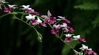 Flowers macro wallpaper
