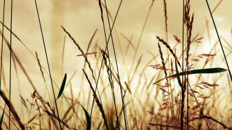 Focus macro depth of field simple blurred wallpaper