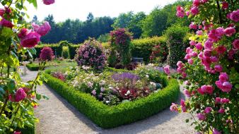 Germany garden roses wallpaper