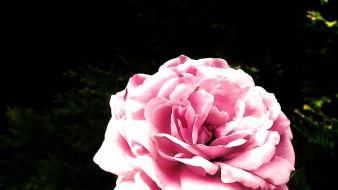 Green flowers garden pink rose wallpaper