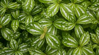 Green nature leaves plants wallpaper