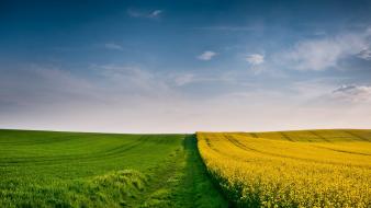 Landscapes fields yellow flowers skies wallpaper
