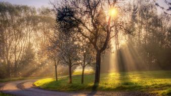 Landscapes nature sun trees summer wallpaper