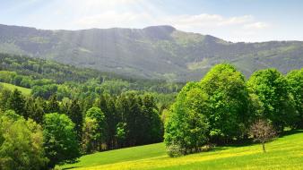 Landscapes nature trees summer wallpaper